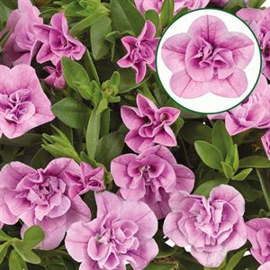 Bild von Calibrachoa double P12 Light pink